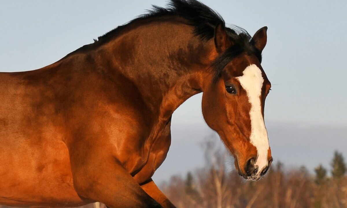 horse head markings: blaze