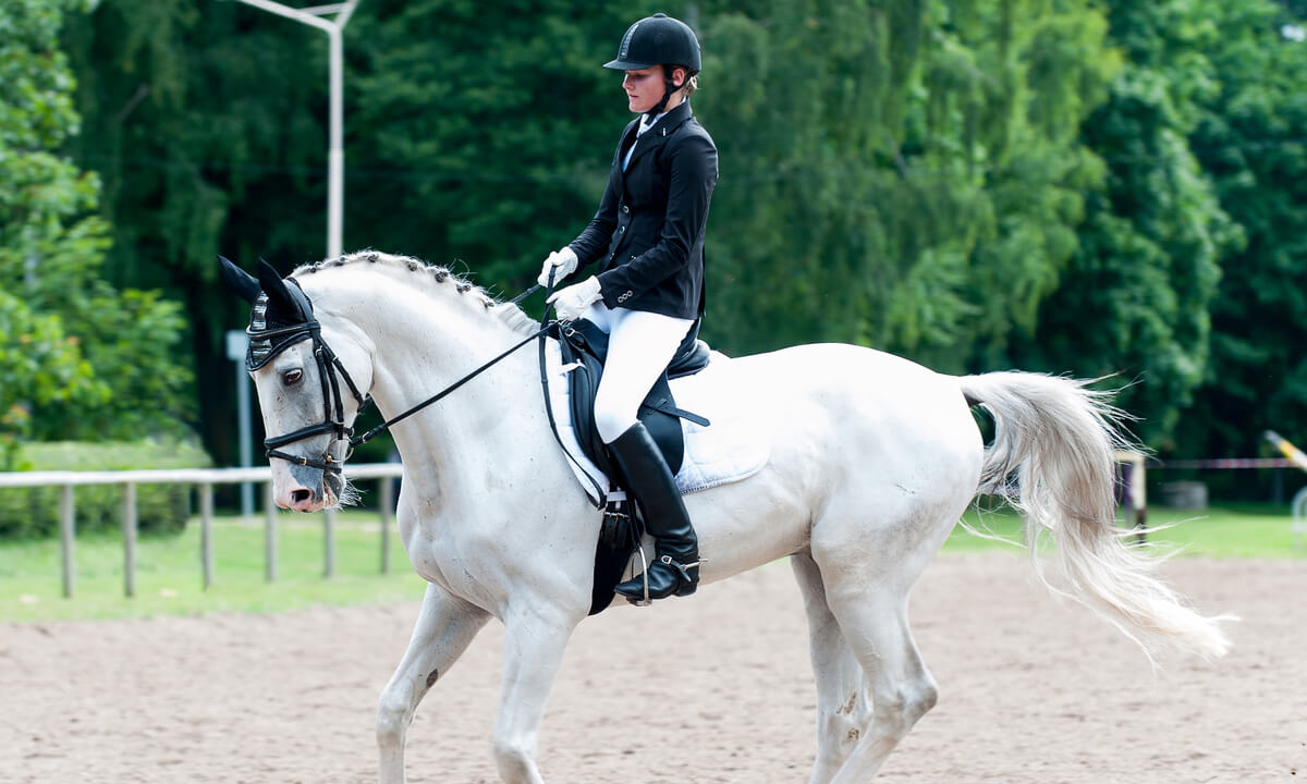 Dressage wear