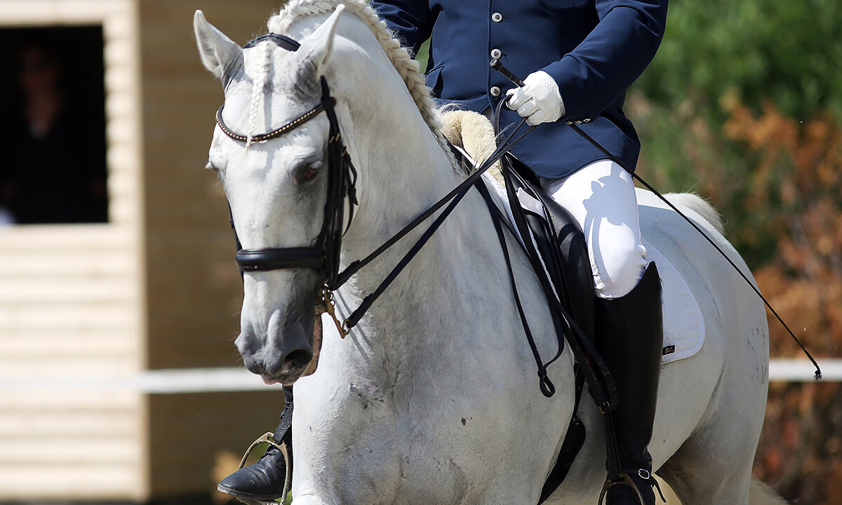dressage horse