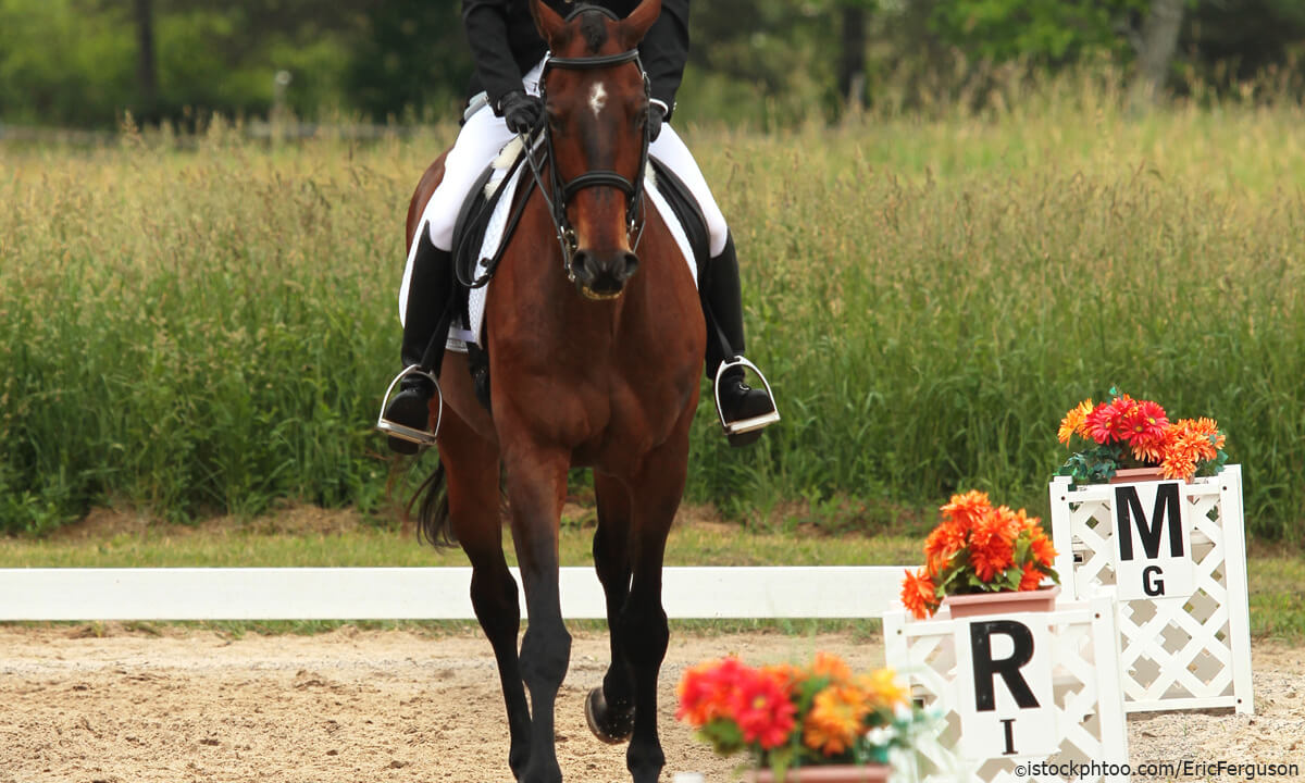 dressage letters