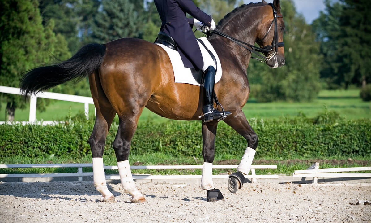Dressage horse