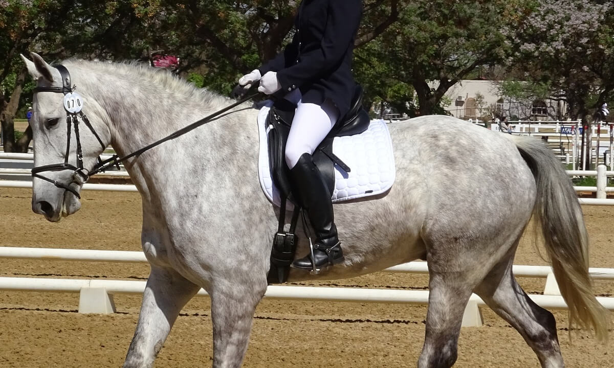dressage tack