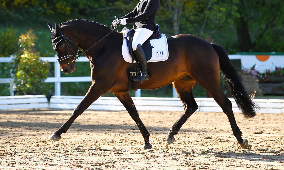 "dressage/