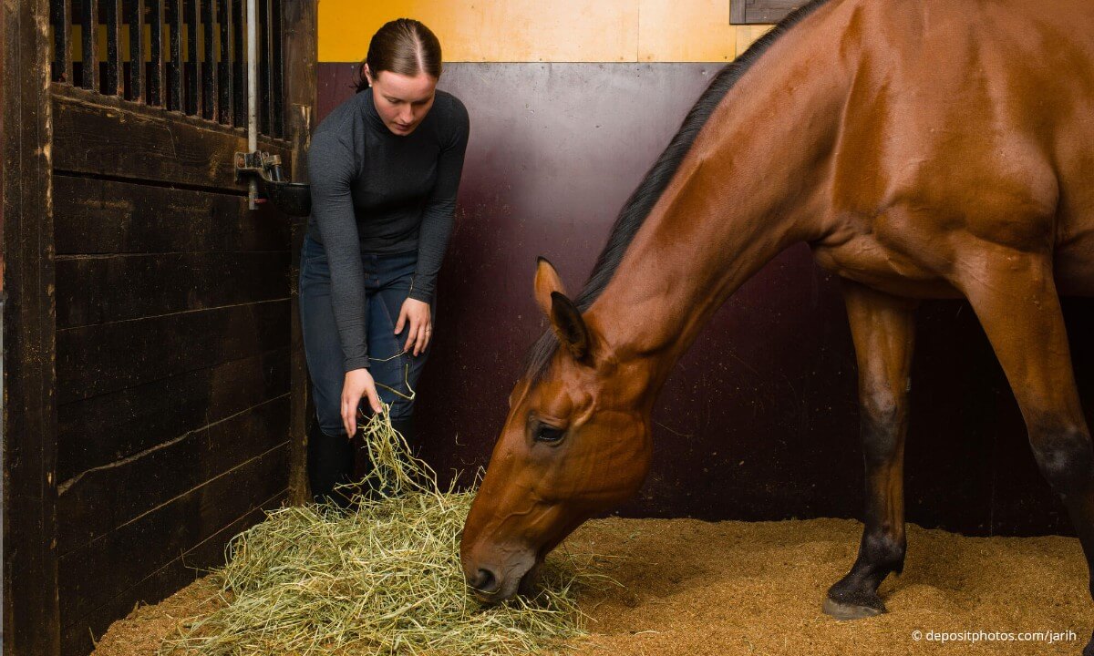 horse feeding times