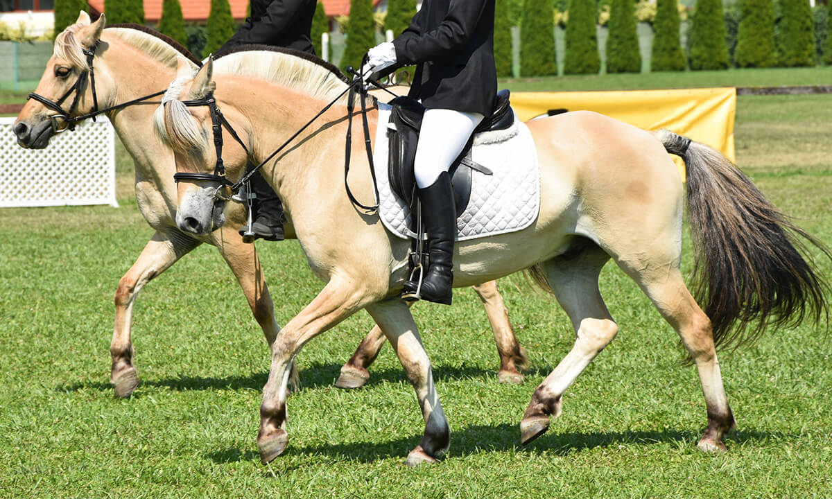 Fjord Horse