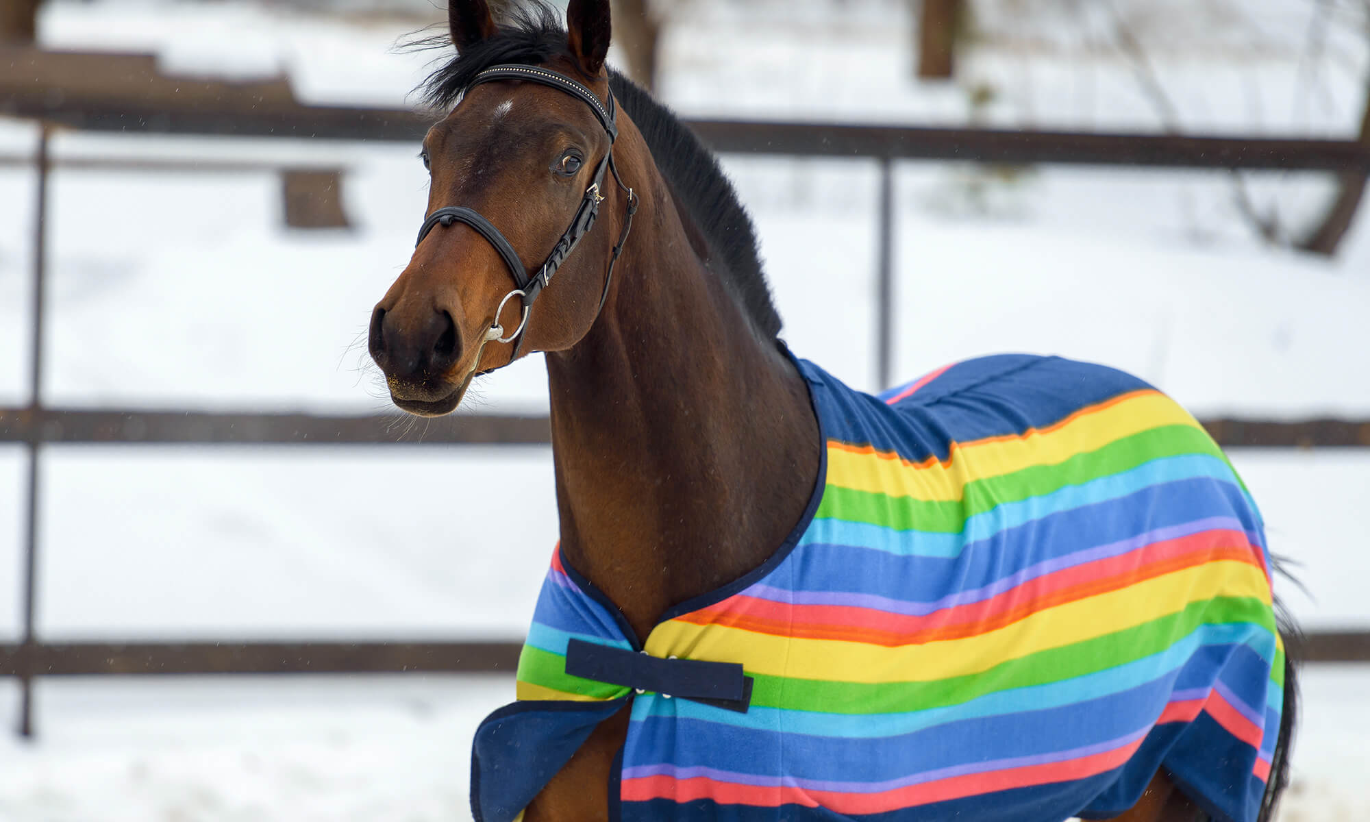 horse fleece rugs