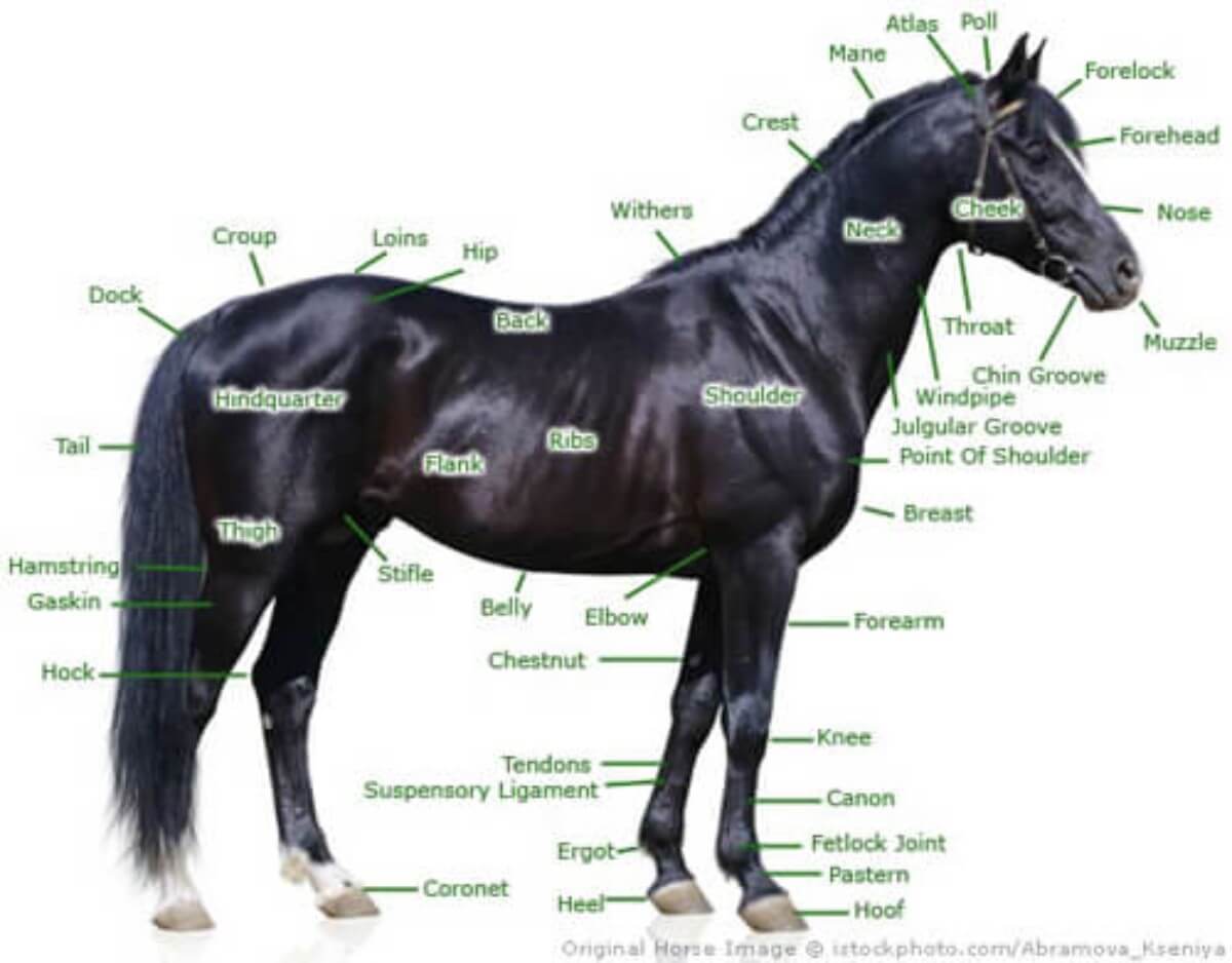Points Of The Horse
