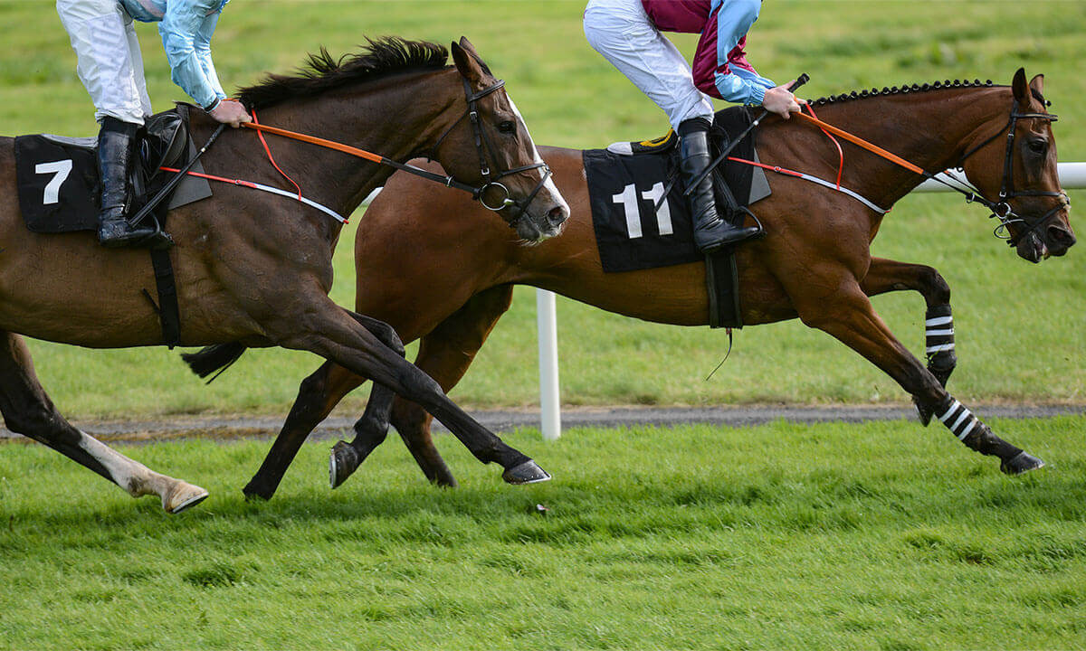 Thoroughbred horses