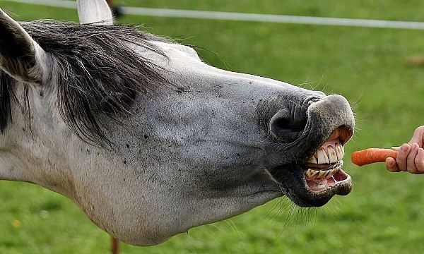 Feeding horses fruits and vegetables