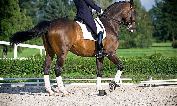 Dressage horse