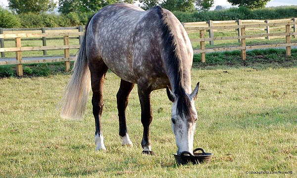 Feeding a grass kept horse