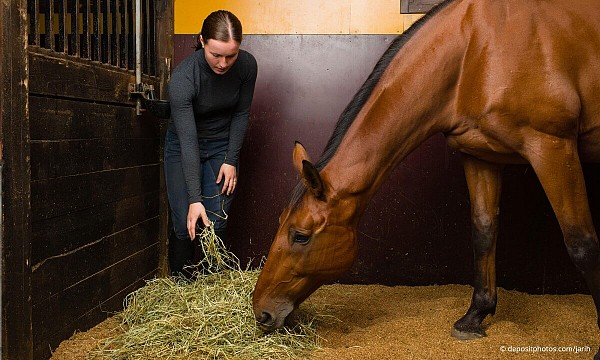 horse feeding times