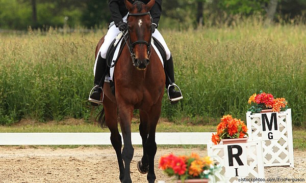 dressage letters