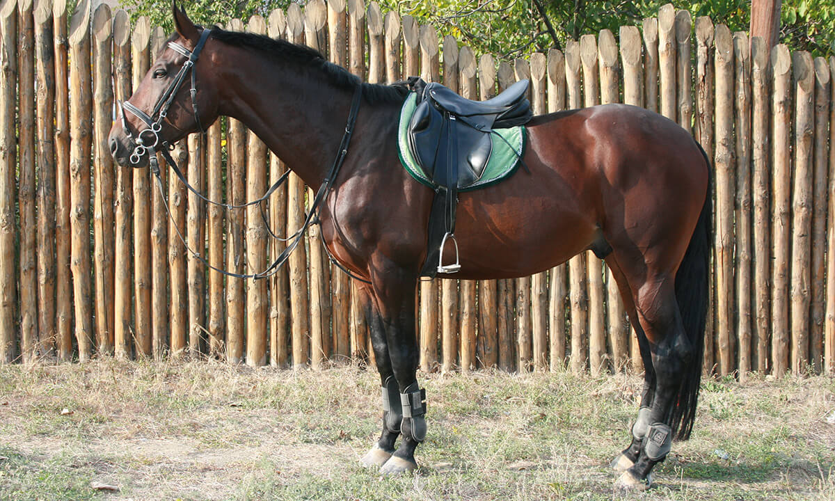 horse saddlery and tack