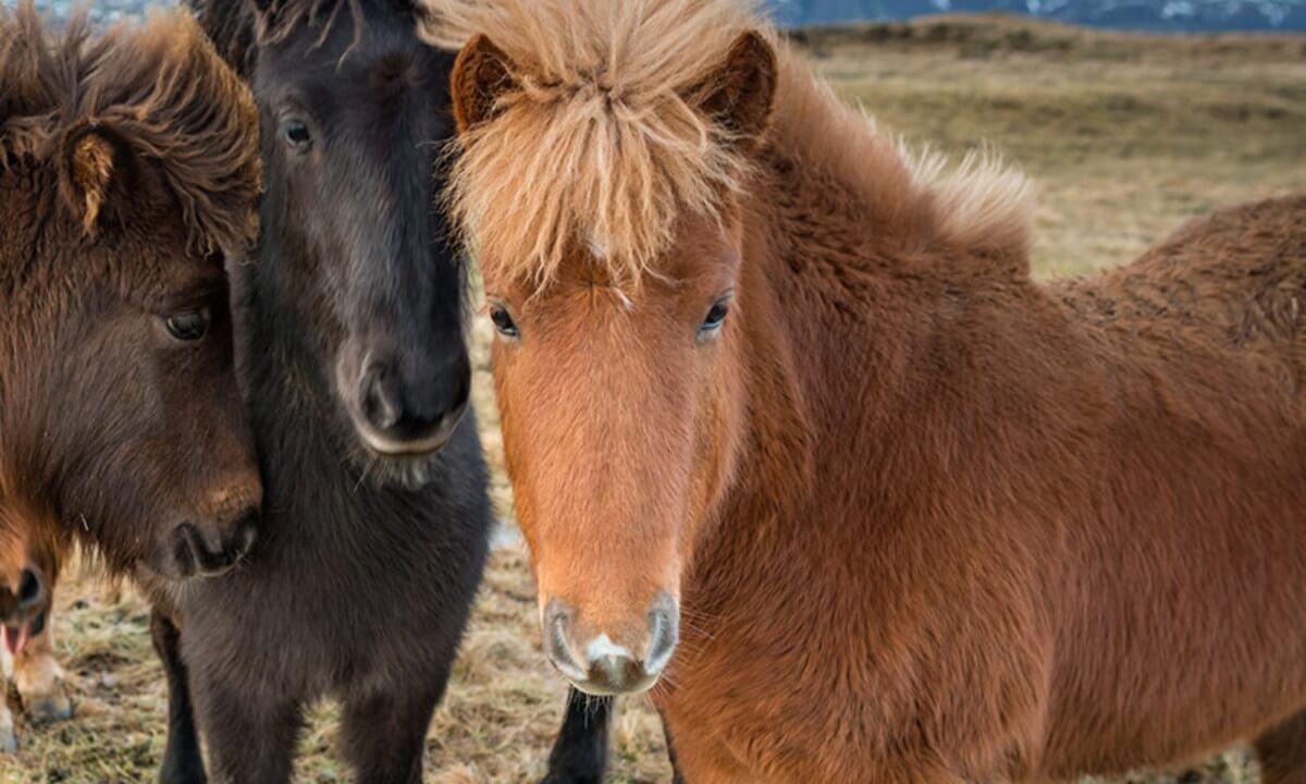 horse head markings: snip