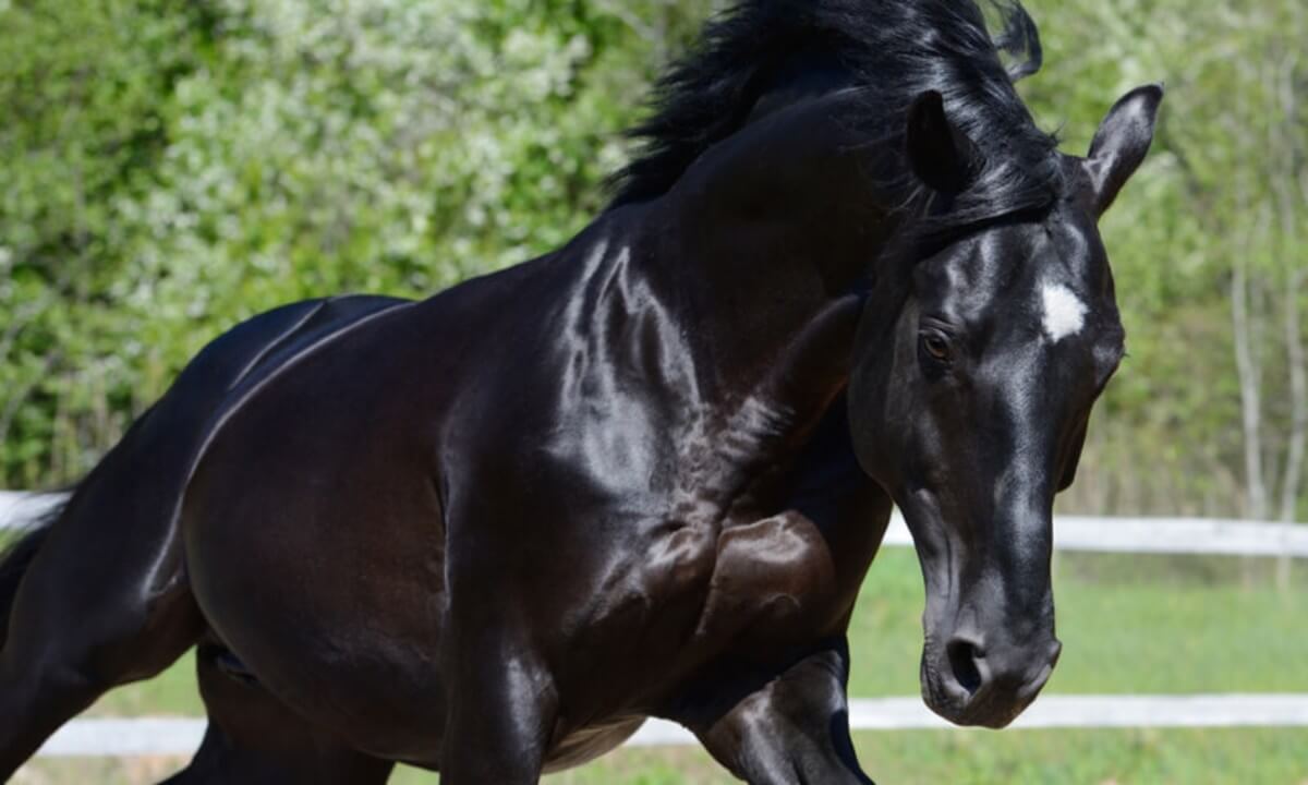horse head markings: star
