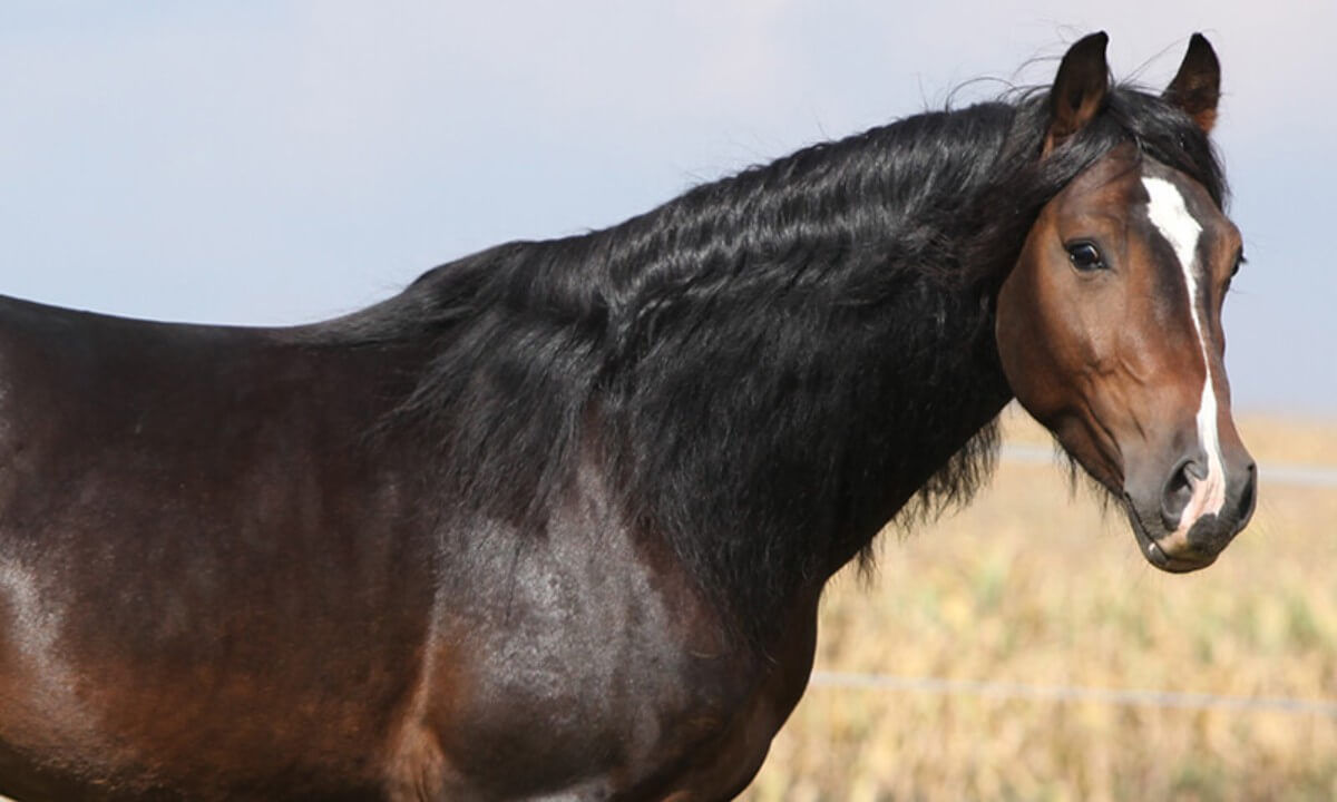 horse head markings: stripe