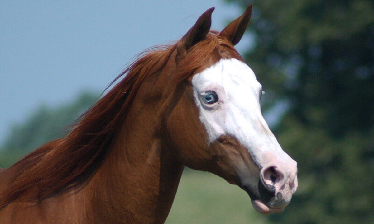 horse head markings: white face