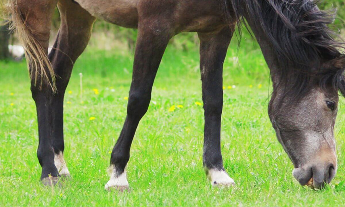 White Fetlock